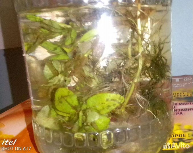 Водоросли для аквариума