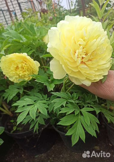 Пионы желтые саженцы