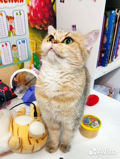 Шотладская кошка