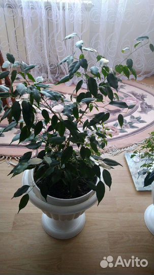 Цветок фикус, шикарно смотрится, можно в офис, в р