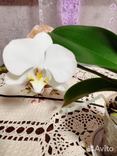 Орхидея фаленопсис