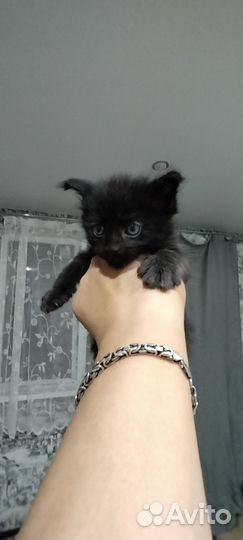 Котята Мейн-кун