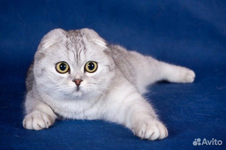 Шатланские вислоухие котята