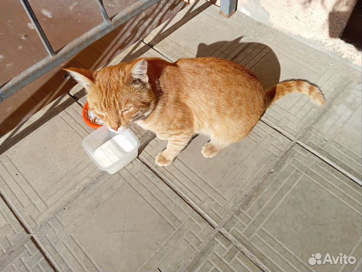 Кот в добрые руки