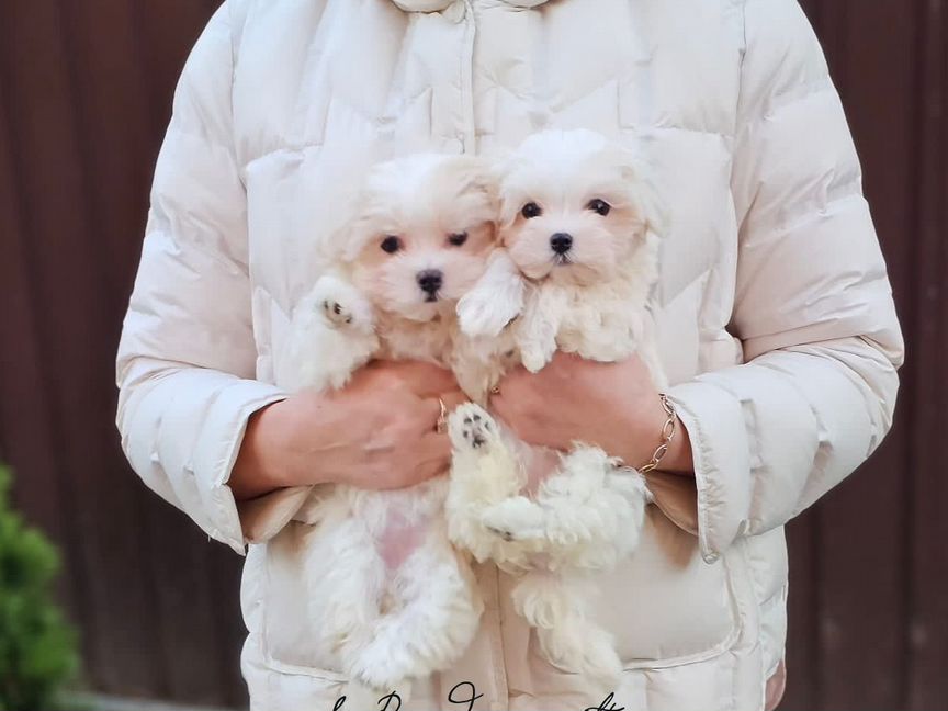 Micro Maltipoo F-1 Крови Корея