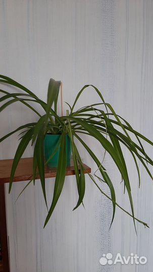 Хлорофитум