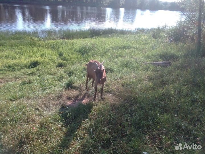 Козы и Козел