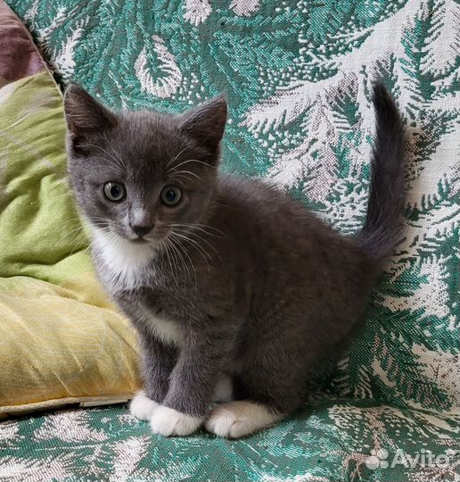 Отдам бесплатно котеночка, девочка. Очень умная
