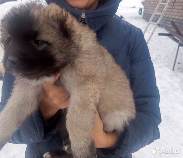 Щенки кавказской овчарки