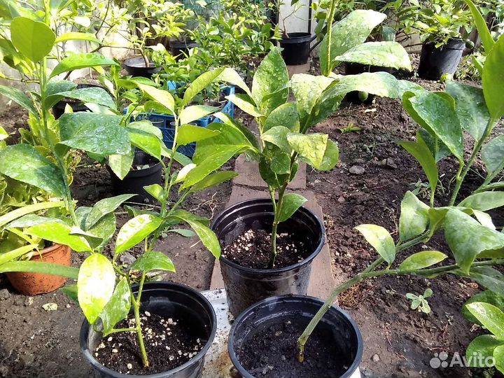 Лимон комнатный