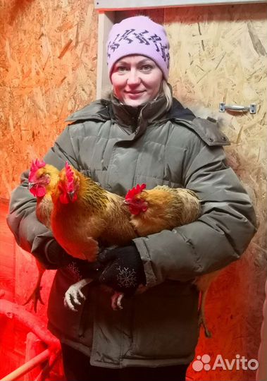 Цыплята Кучинская Юбилейная окаймлённая