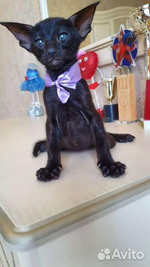 Ориентальная