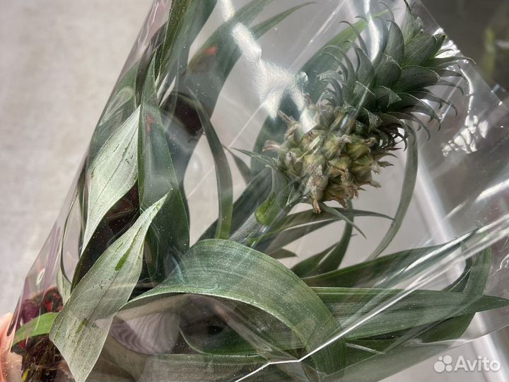 Ананас в горшке с плодом