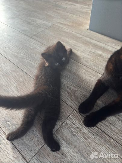 Котята