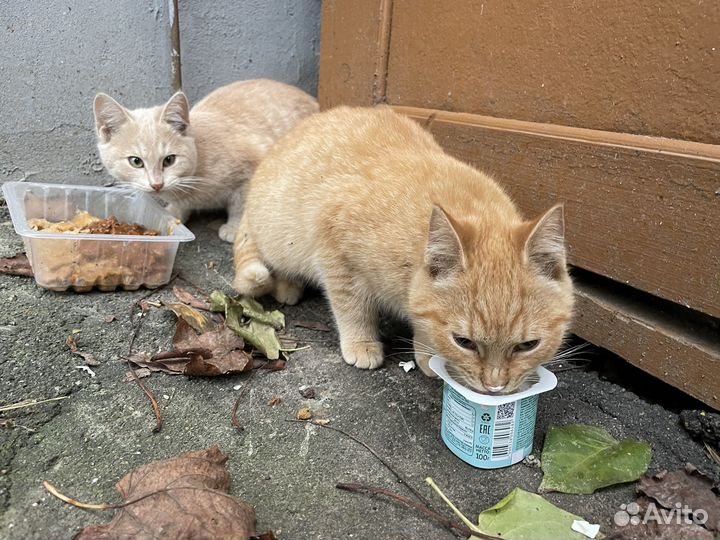 Котята в добрые руки