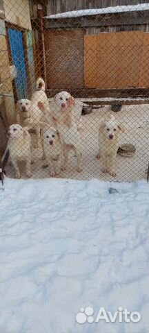 пастух - Купить недорого собаку или щенка🐕 во всех регионах | Цены на собак  разных пород | Авито