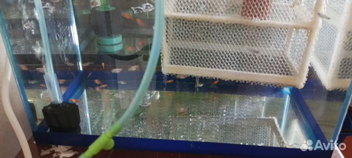 Аквариумные рыбки