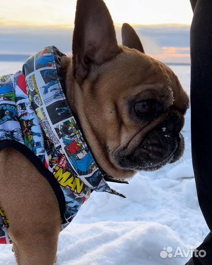 Случка француз