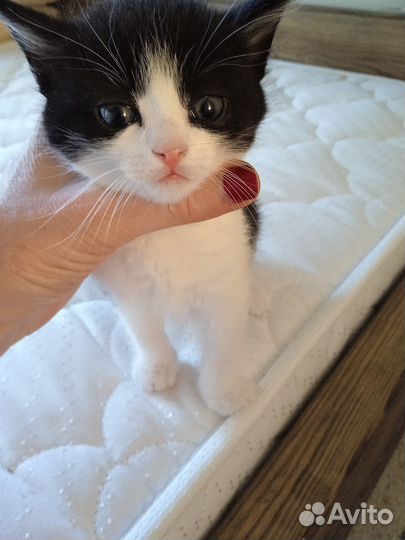 Кошка в дар