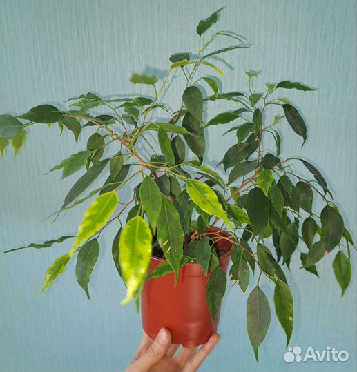Фикусы