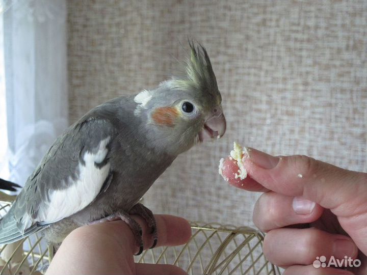 Малыши попугая карелла, большой выбор