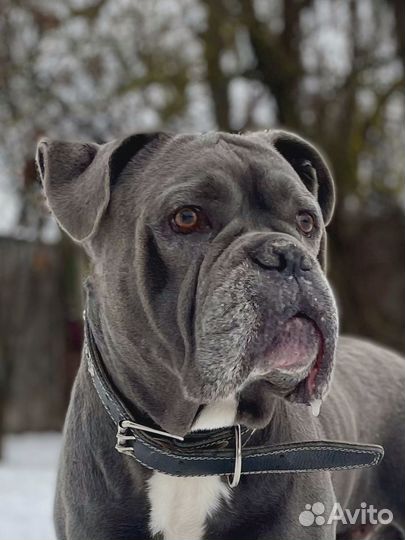 Обработка собак от клещей