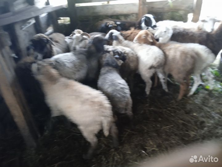 Продам овец местная порода