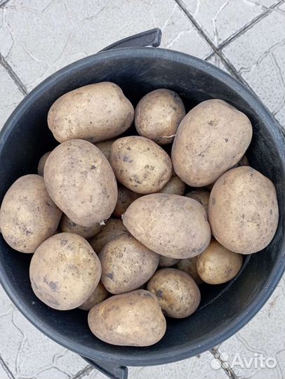 Продам картофель с доставкой