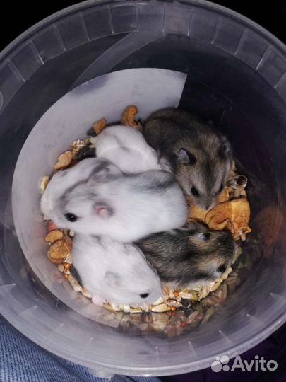 Джунгарский хомяк