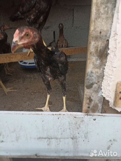 О Шамо 3 мес