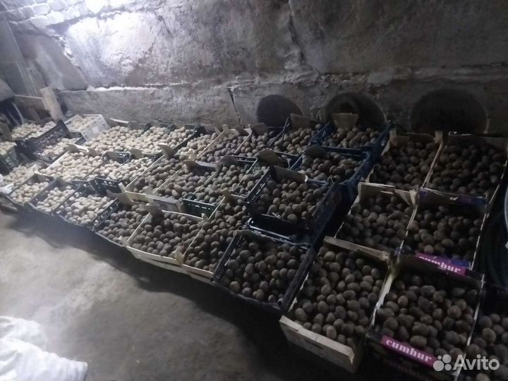 Картофель семенной разные сорта