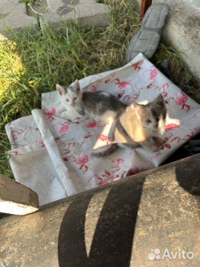 Котята в добрые руки бесплатно