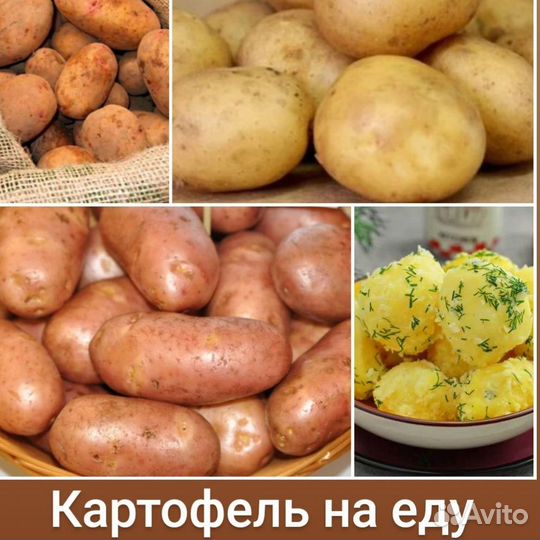 Продам картофель на еду