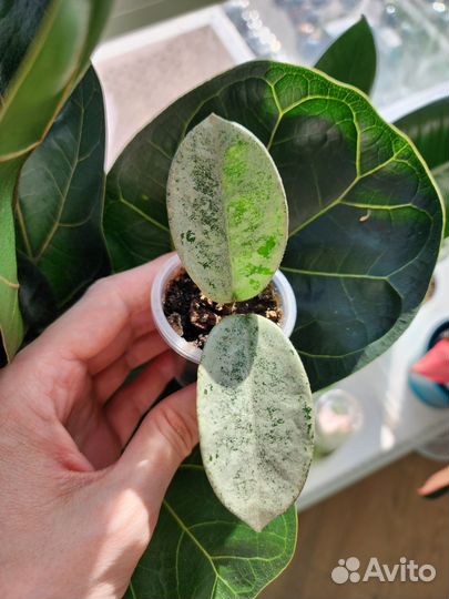 Хойя нова хост