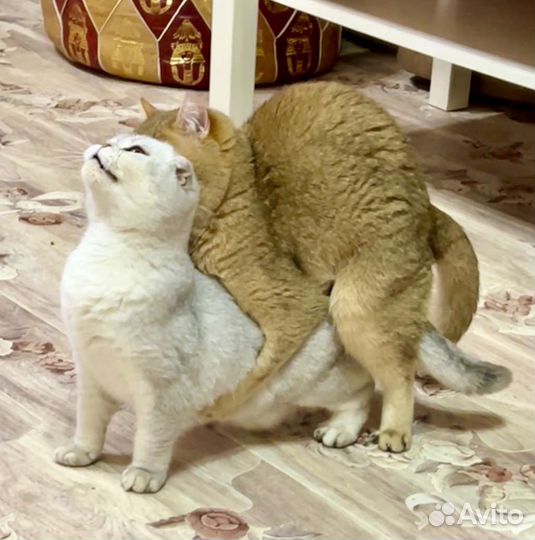 Вязка Золотая шиншилла кот 11 ny