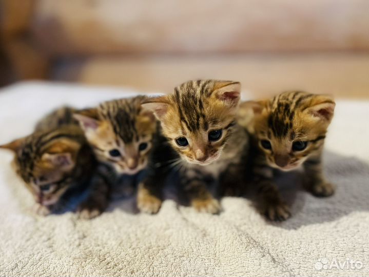 Бенгальские котята с документами