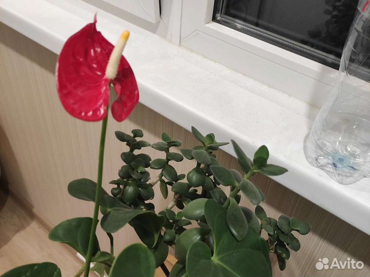 Антуриум, орхидеи