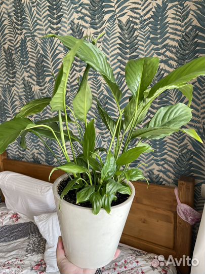 Спатифиллум