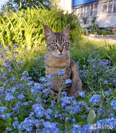 Кошка в дар