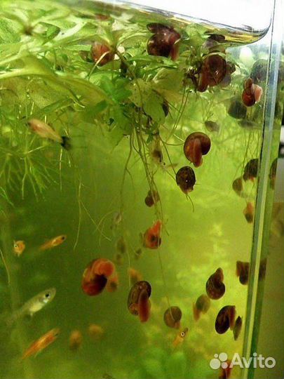 Улитки катушки