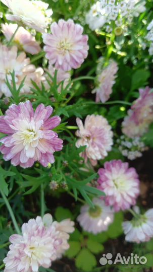 Аргирантемум