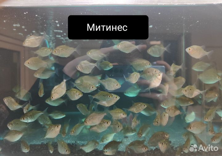 Аквариумные рыбки оптом
