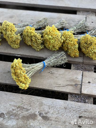 Бессмертник