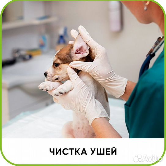 Ветеринарный врач на дом. Ветеринарная помощь