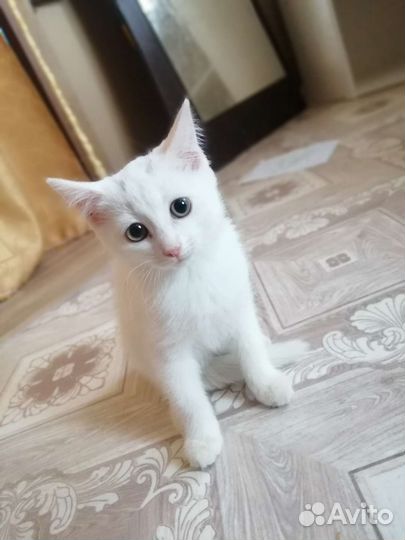 Кошечка в добрые руки