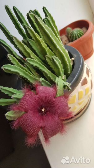 Стапелия, стапель, суккулент