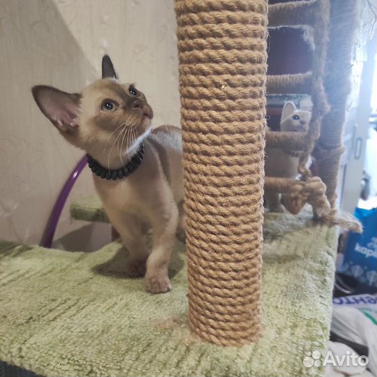 Котята Европейской Бурмы