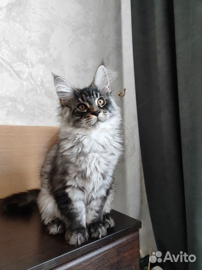Мейн-кун котята