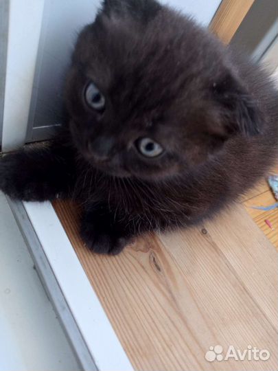 Вислоухие котята