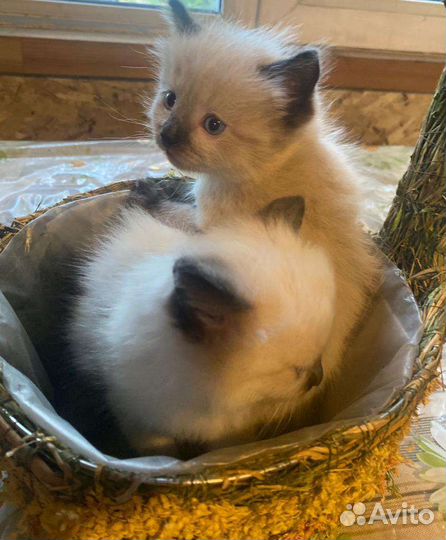 Котята